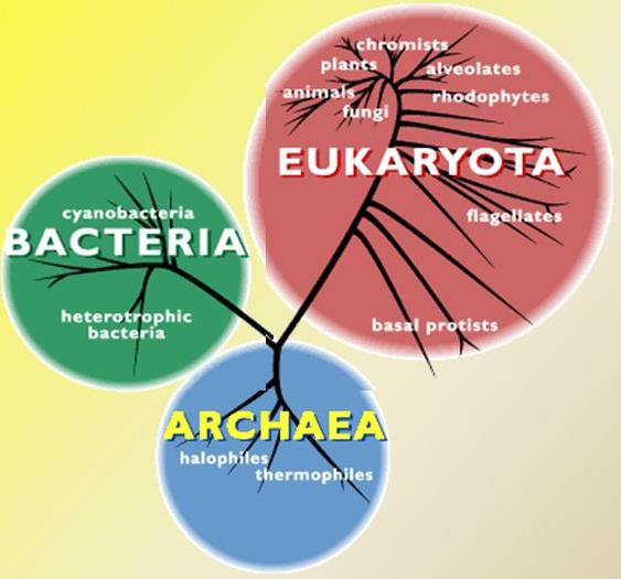 TRÊS DOMÍNIOS Bio Nota 10