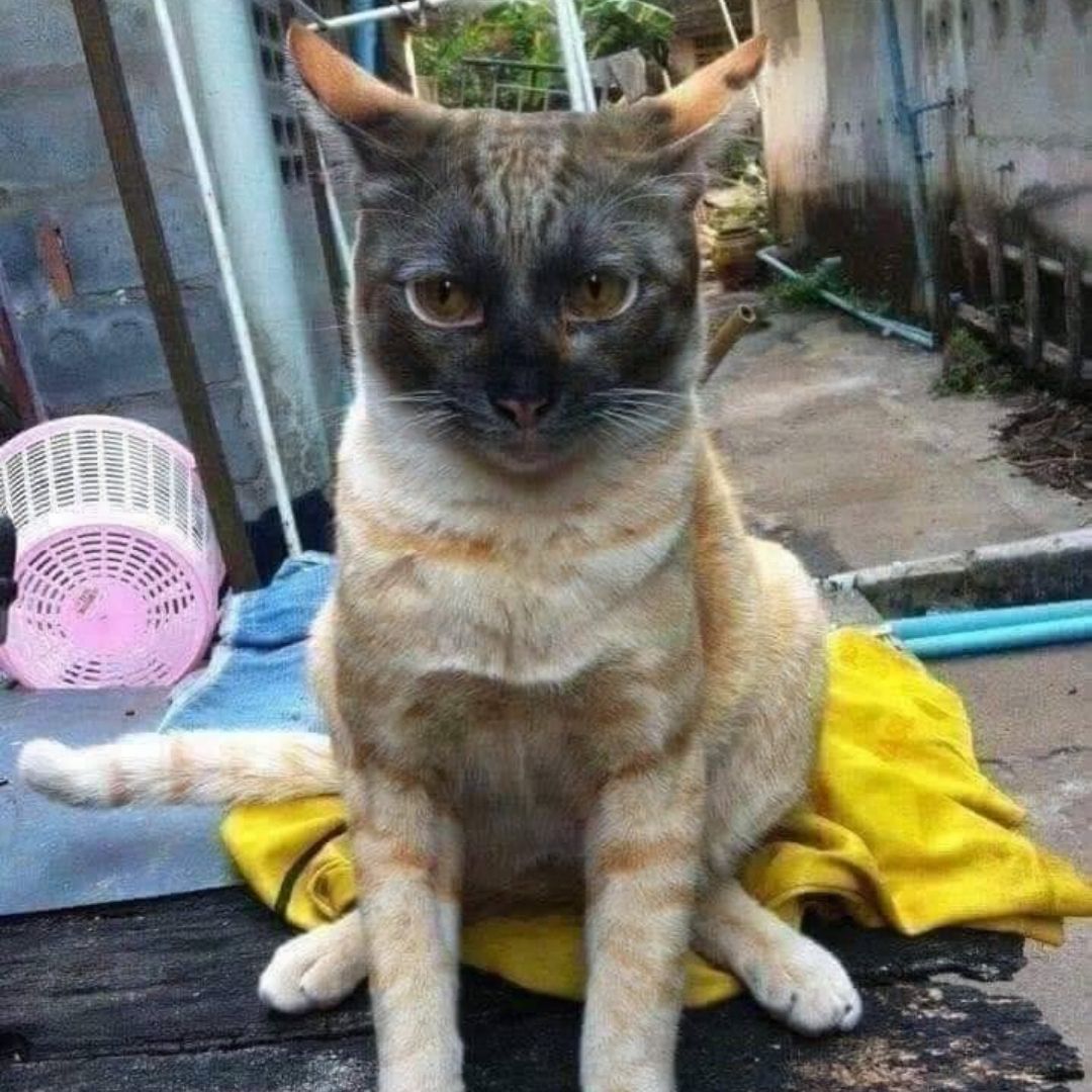 20 Gambar Kucing Oren Berkelakuan Pelik