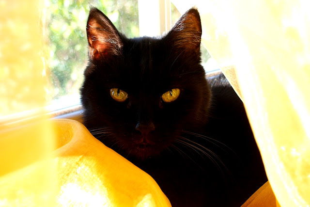 Rebeka black cat from Dora Hathazi Mendes, Cats of Karavella