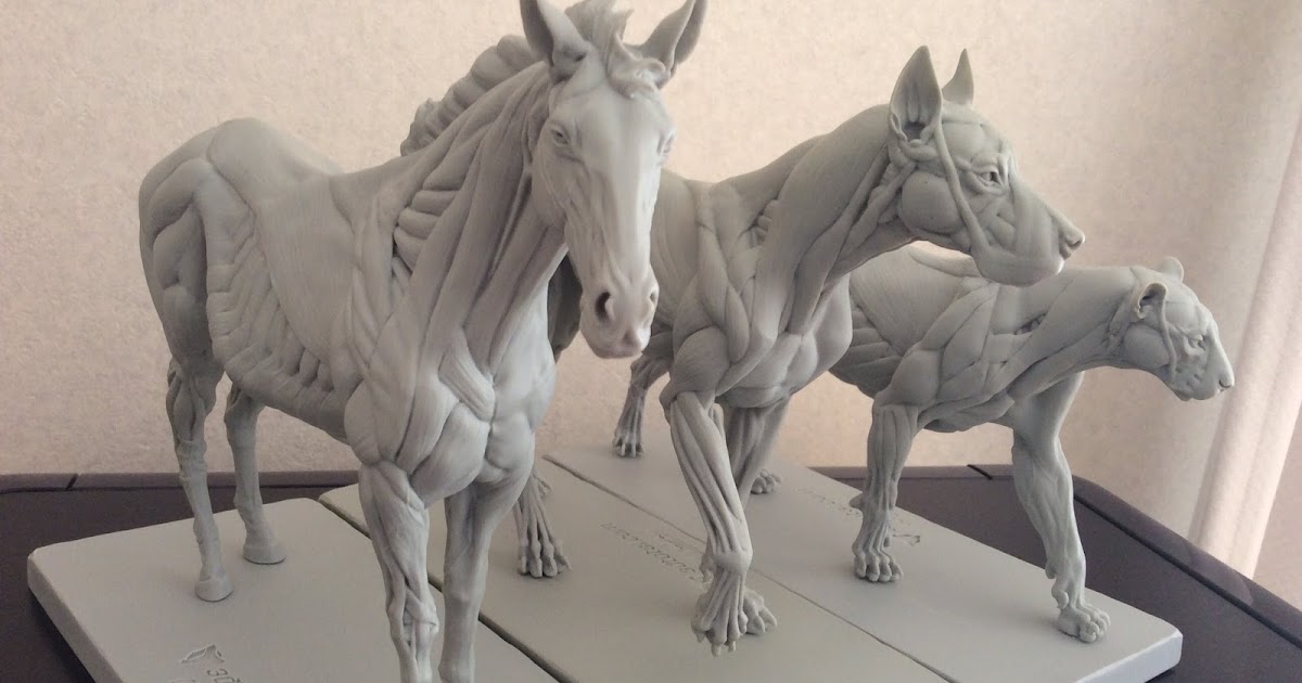 3dtotal アナトミー フィギュア 動物解剖学 動物模型 動物フィギュア