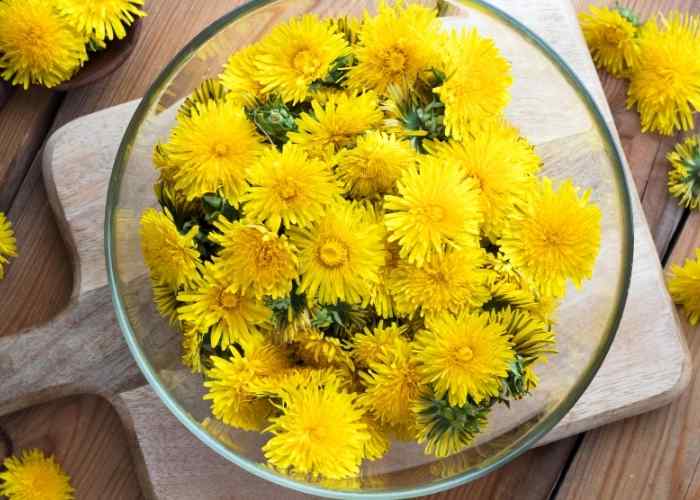 How to Make Dandelion Tea and the Benefits of Drinking Dandelion Tea