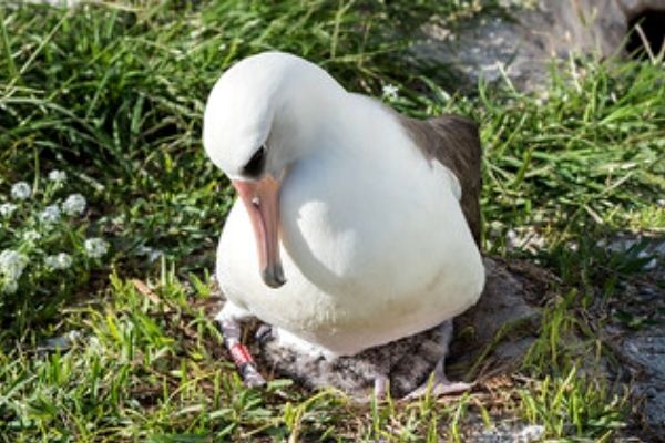 Wisdom, a albatroz de quase 70 anos retorna ao Atol mais uma vez para procriar