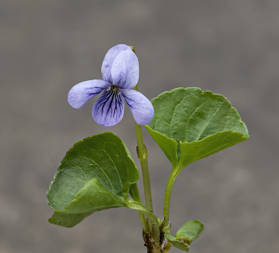 Flores y Paisajes de Asturias Viola palustris