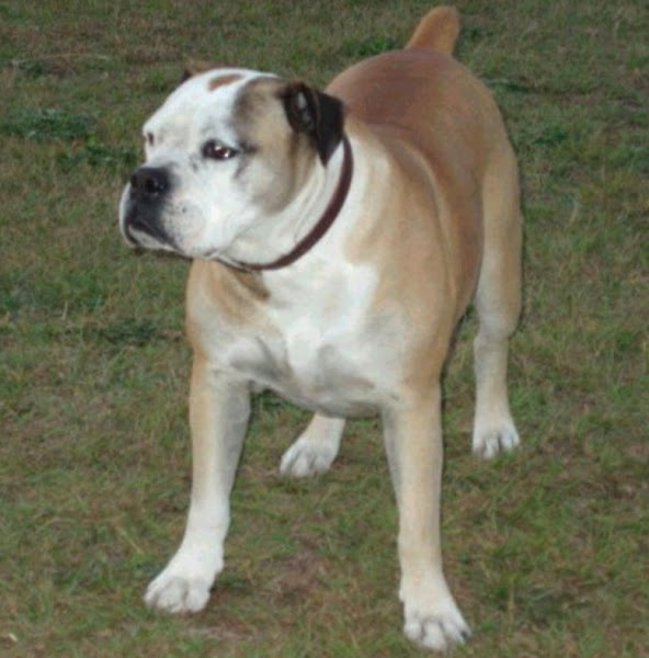 campeiro bulldog, about campeiro bulldog, campeiro bulldog appearance, campeiro bulldog behavior, campeiro bulldog color, caring campeiro bulldog, campeiro bulldog characteristics, campeiro bulldog coat color, campeiro bulldog facts, campeiro bulldog feeding, campeiro bulldog history, campeiro bulldog info, campeiro bulldog lifespan, campeiro bulldog origin, campeiro bulldog photo, campeiro bulldog personality, campeiro bulldog temperament, campeiro bulldog lifespan, campeiro bulldog uses, campeiro bulldog as pets