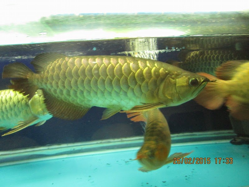 Arowana Keeping & Breeding in Aquarium Blue Base Arowana Growth Record