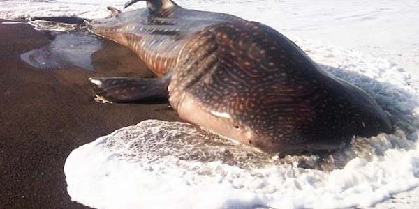 Whale Shark, Raksasa Ikan Terdampar di Bantul