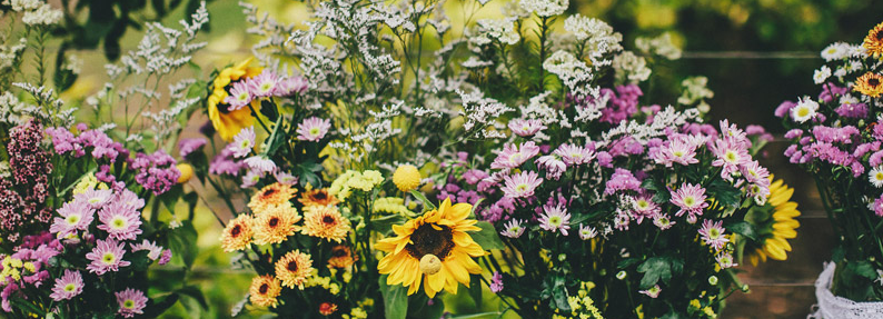 Wild Flower Walker by Heidi Wedd Wild Flower Walker by Heidi Wedd