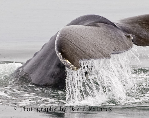 hump back whale