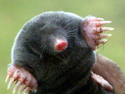 Star nosed mole | The Life of Animals