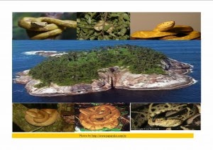 Ilha de Queimada Grande - Brazil Snake island - Brazil