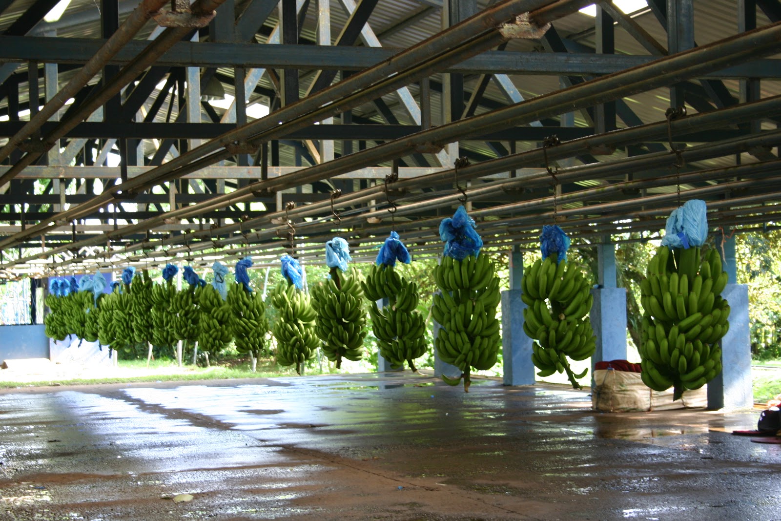 Banana Farm Jobs Queensland at Tina Bailey blog