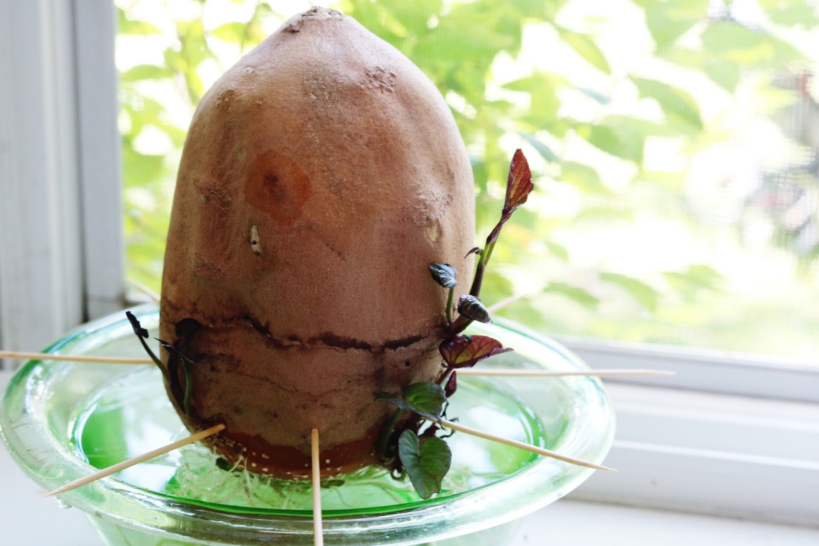 Sweet potato journal pdf picture