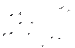 bird birds silhouettes silhouette flying clipart deviantart transparent library outline royal cliparts fly photoshop effect background frankandcarystock roys picsart manipulation