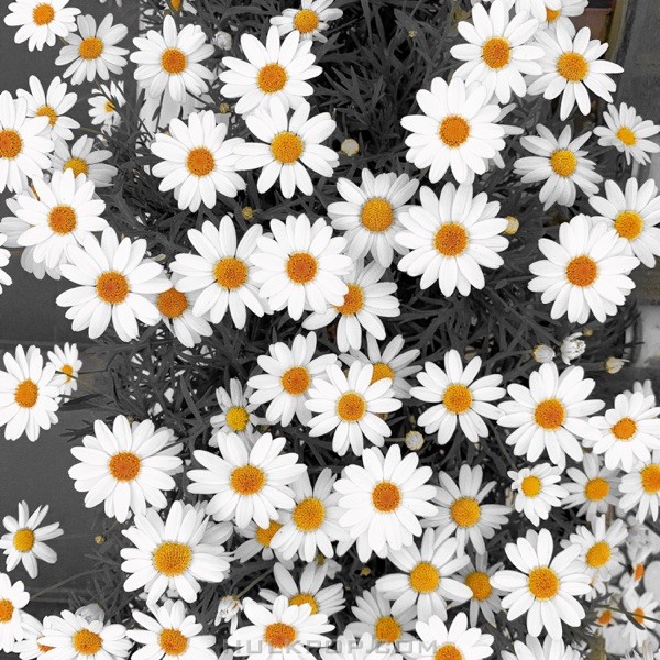 D.Sanguh – Daisy – Single