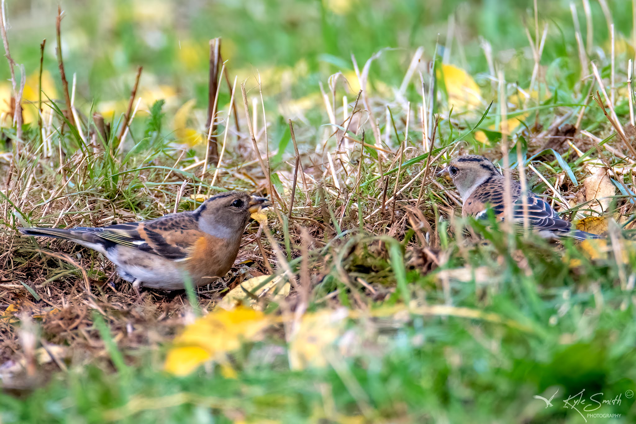 Birdwatch Britannia Earls Barton & Balscote Quarry 30 October 2021