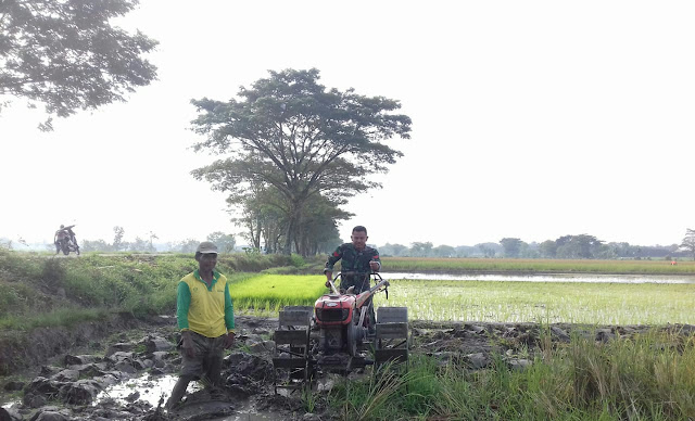 Pendampingan Pertanian Babinsa Bantu Bajak Sawah Dengan Tracktor