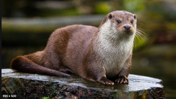 MIJBIL THE OTTER (First Flight)