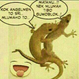 Fakta Unik Berita Unik Fakta Aneh Fakta Unik Mitos Kejatuhan Cicak