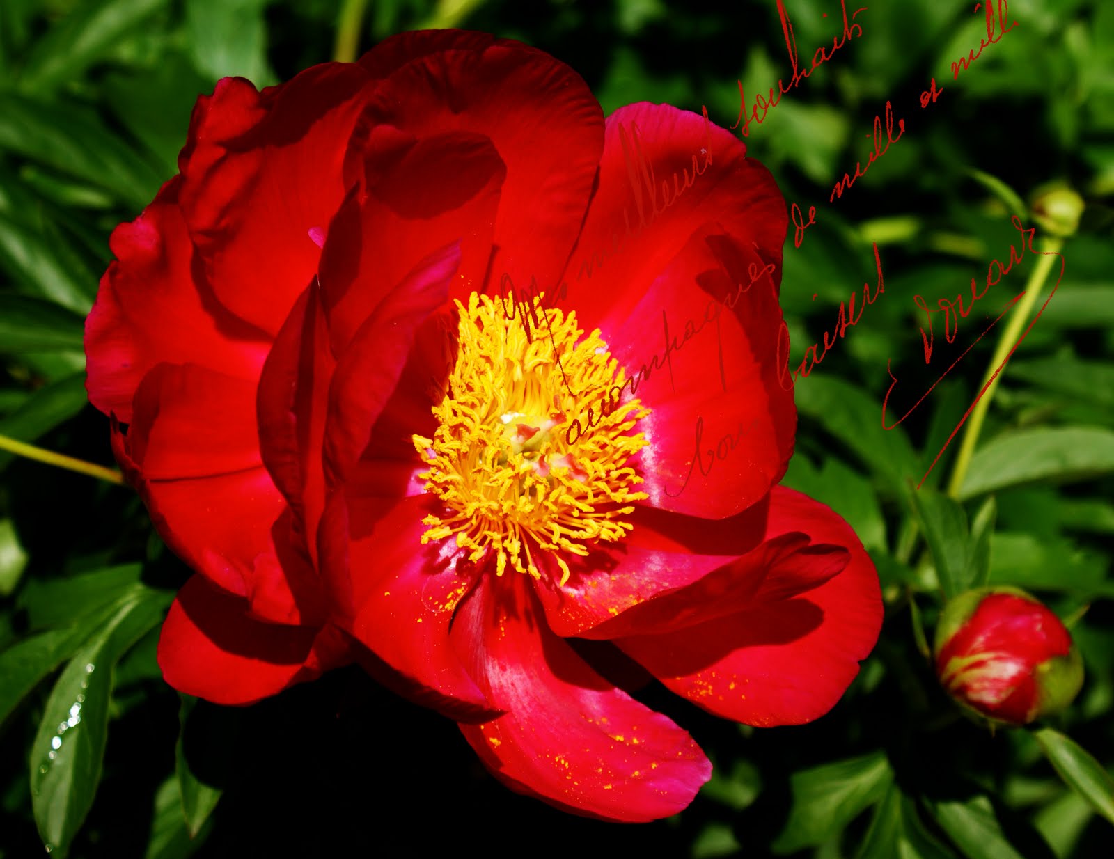http://1.bp.blogspot.com/-5i3ZHI5c-wQ/TfPvwundGBI/AAAAAAAAJNk/LlyxuhGmtUM/s1600/French+red+rose.jpg