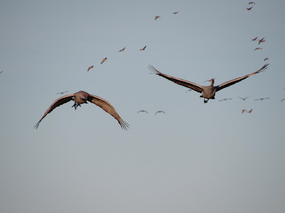 Llano Seco Wildlife Area