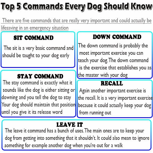 training-german-shepherd-puppies-tricks-best-commands-to-teach-your