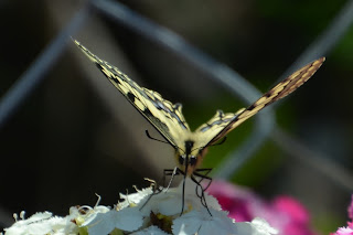 Schwalbenschwanz, Dovetail, swaelstert, përputhen, dovetail Schmetterling, mariposa, butterfly, fluture, papillon, бабочка, con bướm, motýl, fjäril, kupu-kupu, féileacán, farfalla, Leptir, drugelis, пеперутка, motyl,