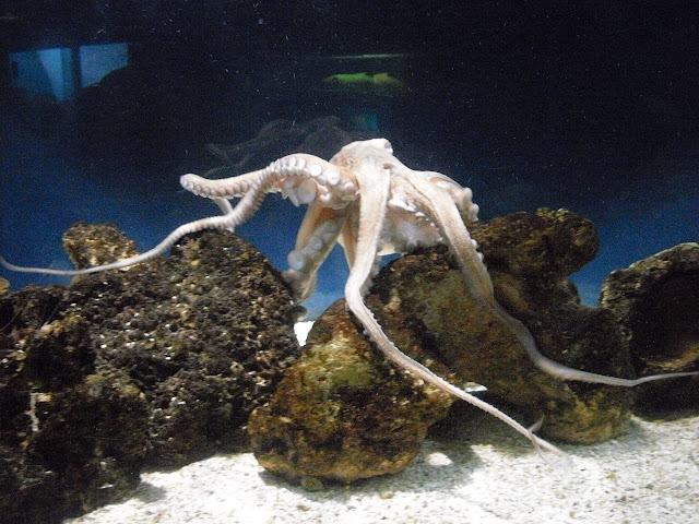 Foto tirada no aquário "Acqua Mundo"