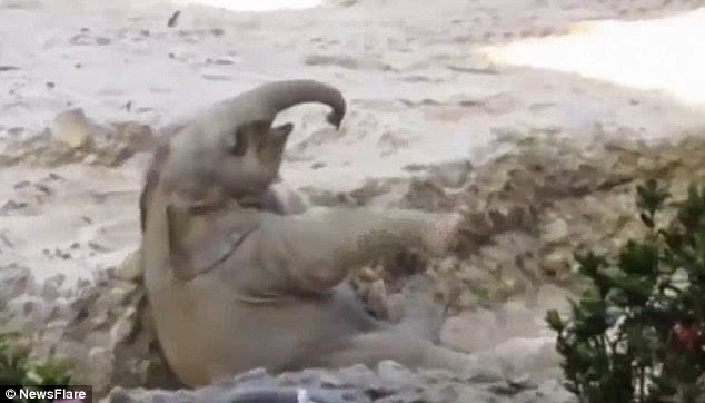 يقع الفيل الصغير على ظهره في الحفرة
