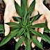 Republicans & Democrats Join Together in Senate to Legalize Pot on Federal Level