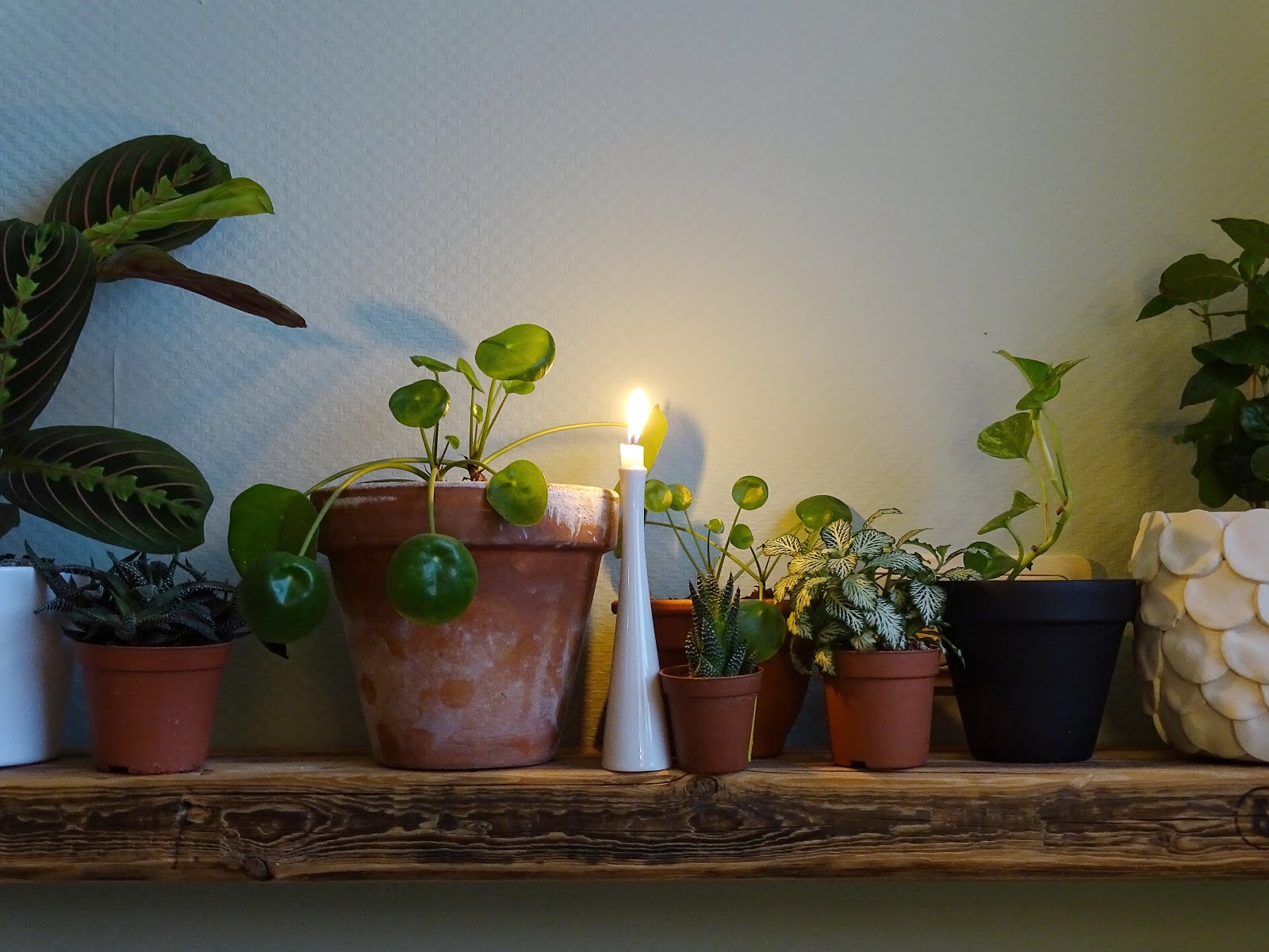 Zimmerpflanzen auf Altholzregal - Fotoaktion #12von12 und 1 Tag in 12 Bildern - https://mammilade.blogspot.de Zimmerpflanzen auf Altholzregal - Fotoaktion #12von12 und 1 Tag in 12 Bildern - https://mammilade.blogspot.de