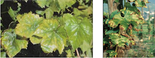 Deficiencia del potasio: produce debilitamiento de la cepa, disminución de la producción y baja calidad de las uvas por una menor acumulación de azúcar.