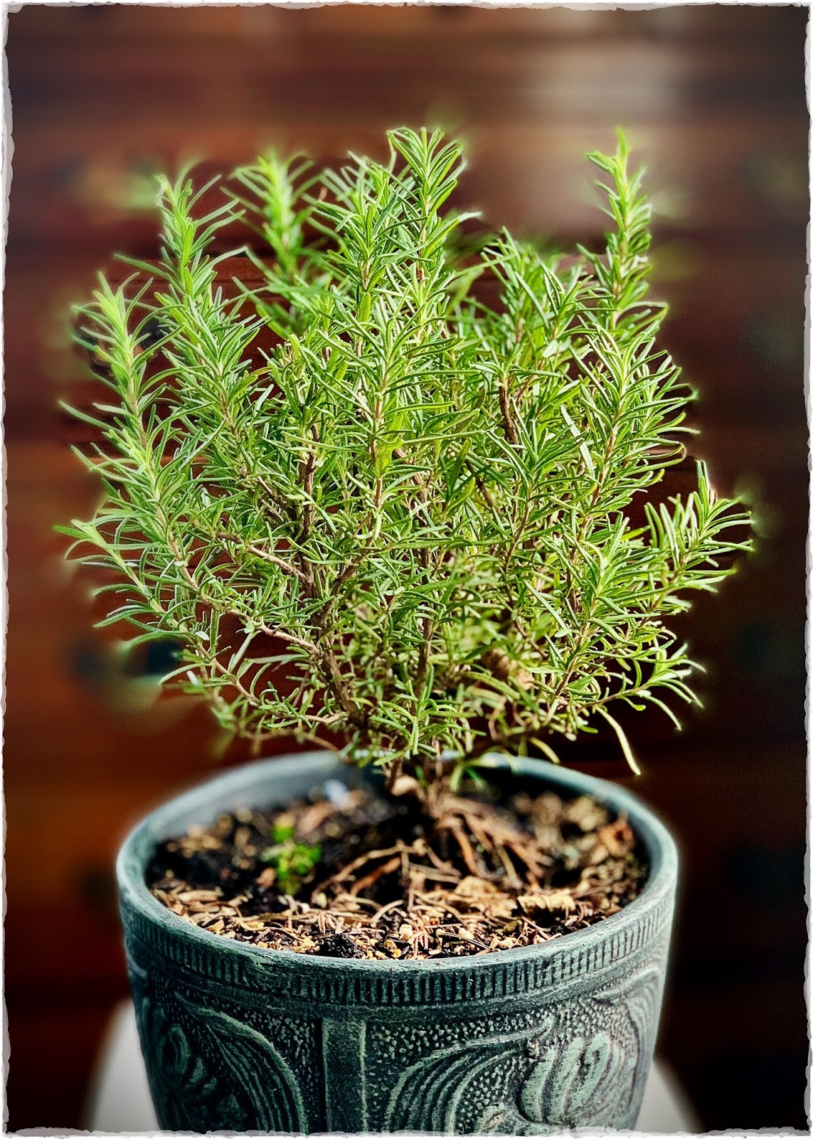 Rosemary for Remembrance Claudia Cummins