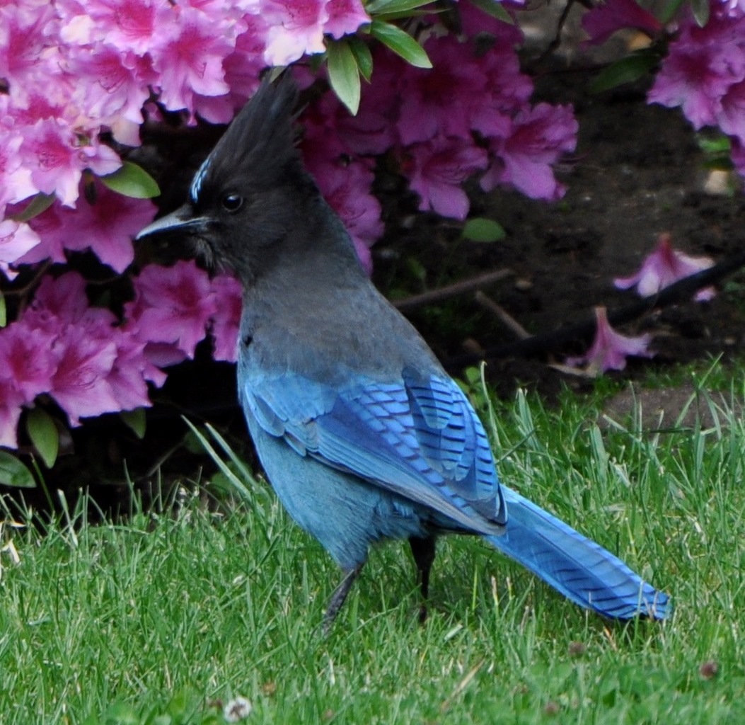 Shoreline Area News For The Birds Do You Really Have A Blue Jay In Your Yard