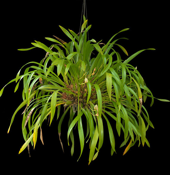 Maxillaria egertoniana