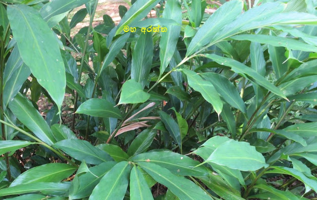 අරත්ත (Araththa - Alpinia sp.) - Your Choice Way