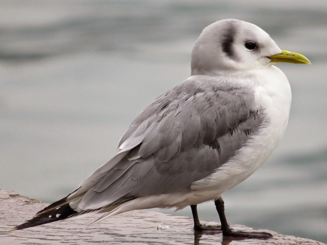 (Rissa Tridactyla)Black-legged kittiwake / Gaviota Tridactyla / Antxeta hankabeltza