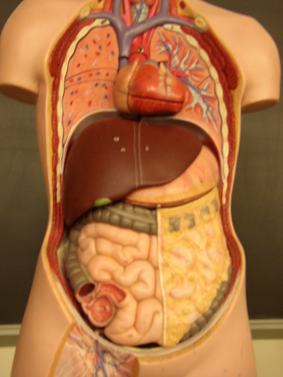 Печень находится у человека фото. Расположение органов. Органы человека. Печень человека расположение.