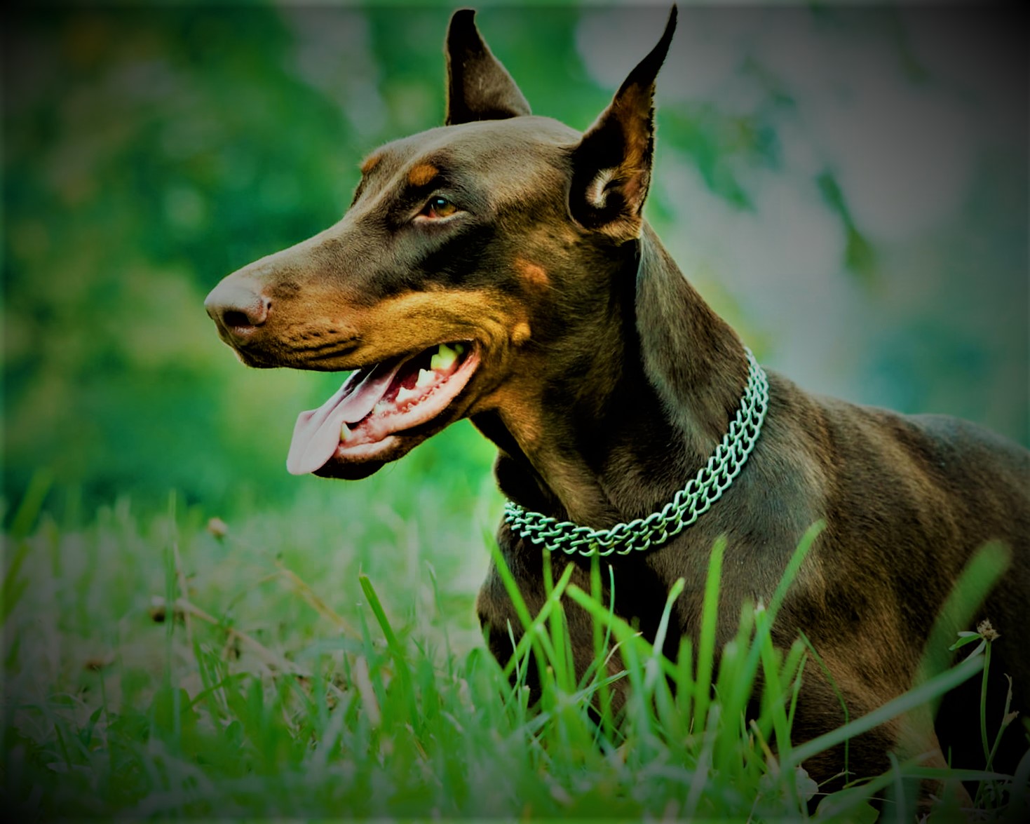 doberman dog price, breed, puppy, puppies doberman for sale white