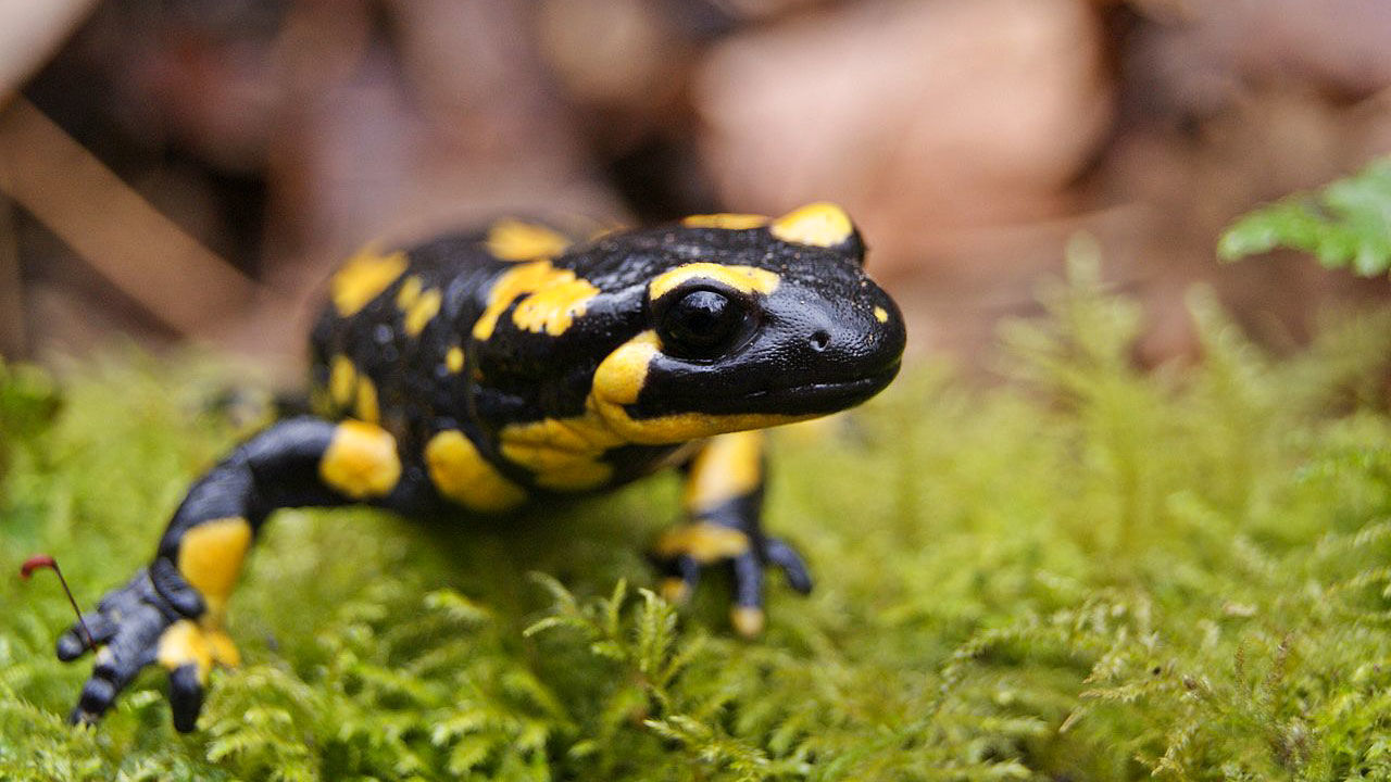 Are fire salamanders poisonous? Are fire salamanders resistant to fire?