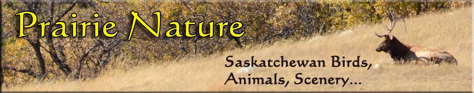 Prairie Nature