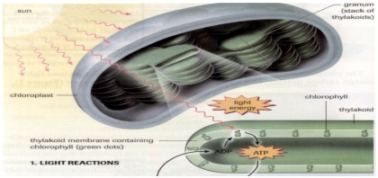 Fotosintesis Proses Reaksi Jenis Dan Faktor Yang Mempengaruhi Kajianpustaka Com