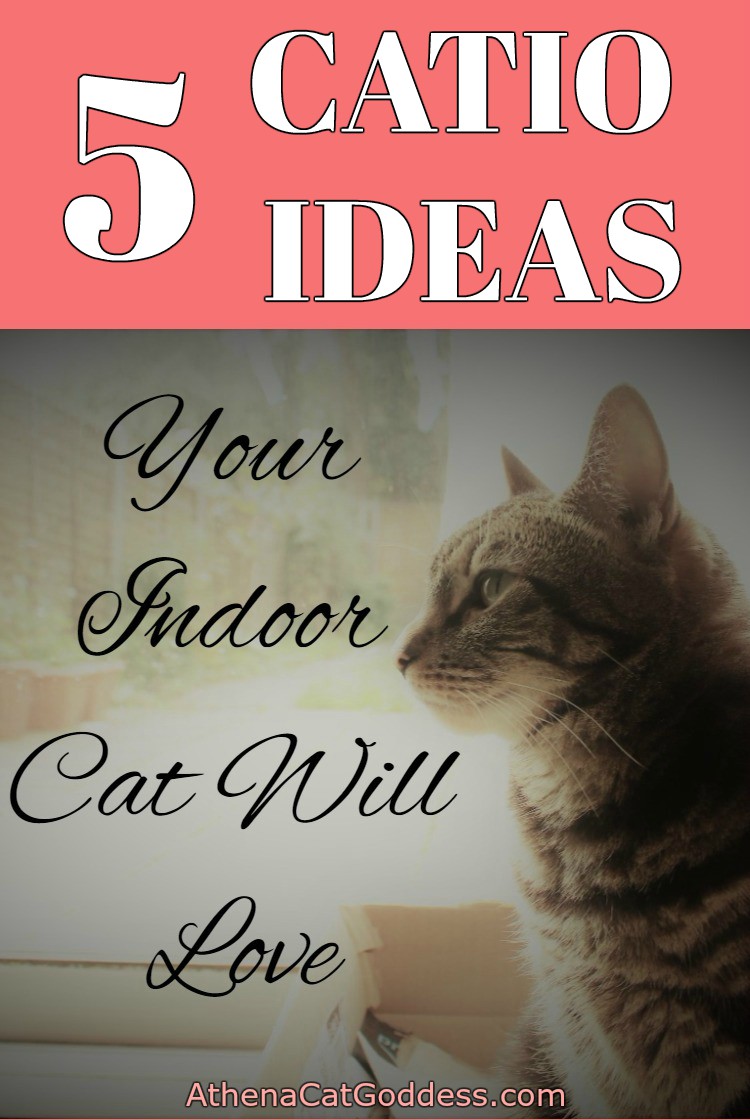 Athena Cat Goddess Wise Kitty: 5 Catio Ideas Your Indoor Cat Will Love