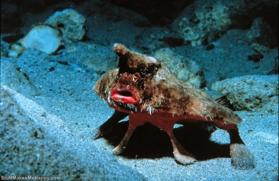 Red-lipped batfish, Photo by National Undersea Research Program