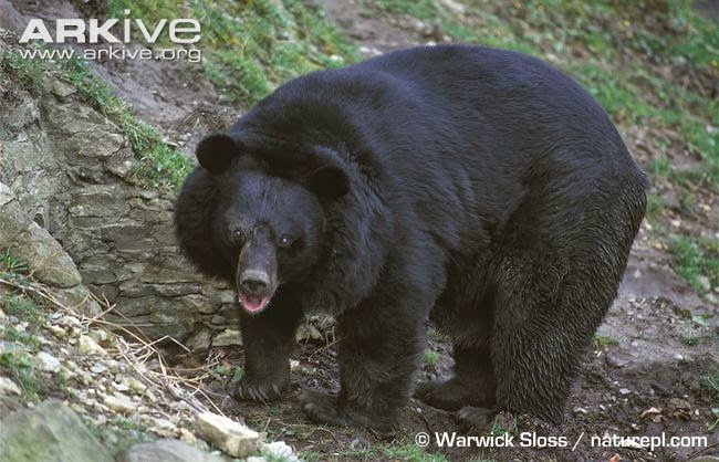 Asiatic black Bear