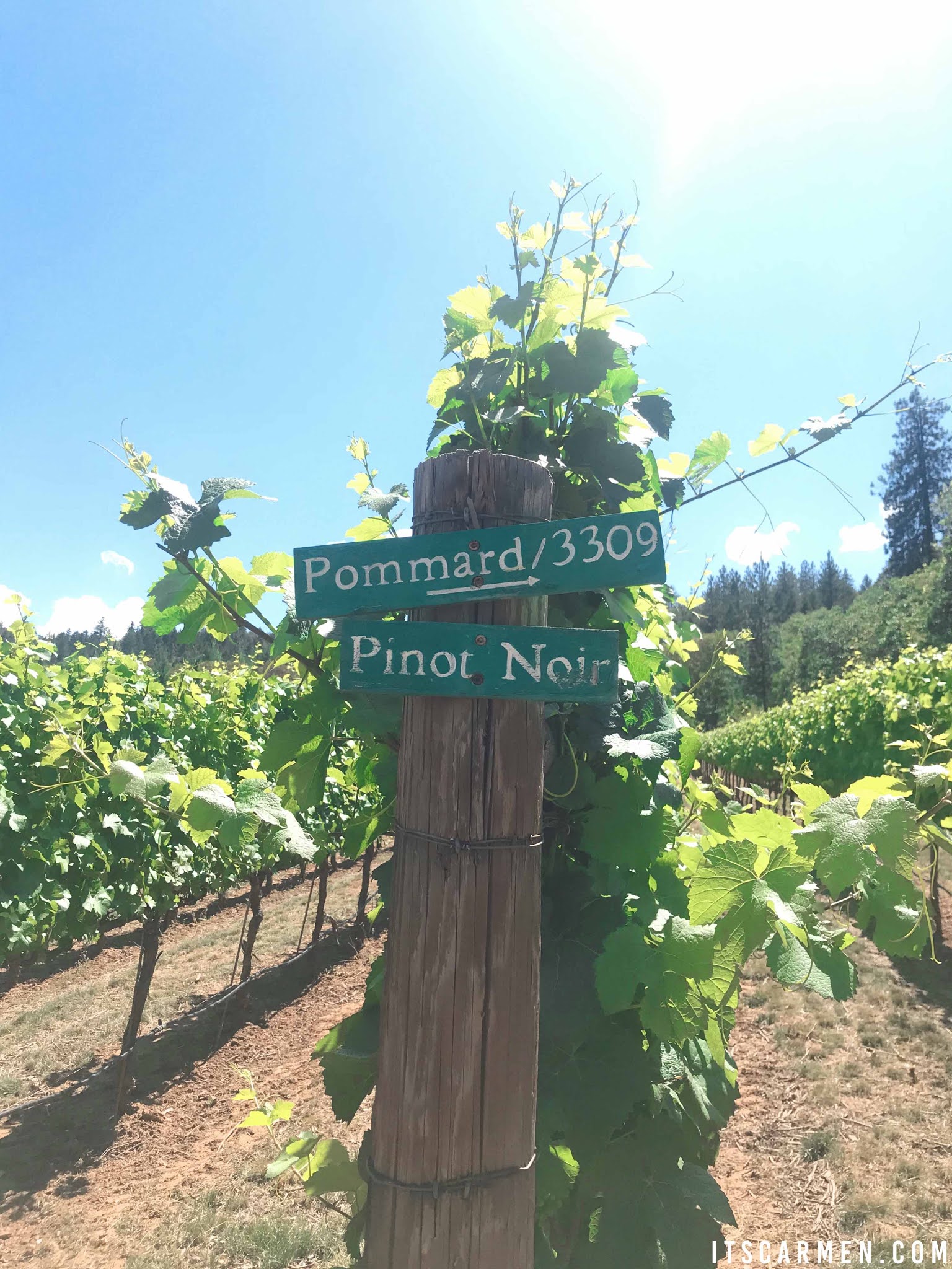 DANCIN Vineyards in Medford, Oregon Tasting Room, Menu, Hours, and