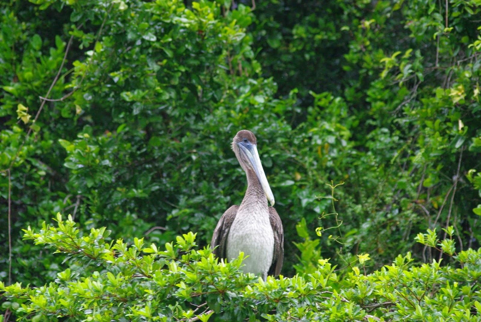 Excursiones en Samaná ~ Yo Te Ayudo a Viajar