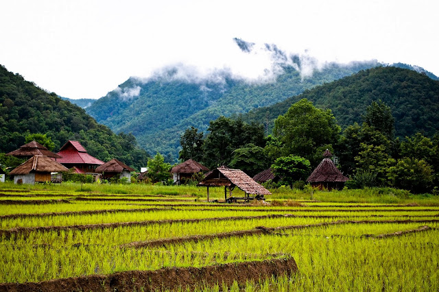 Vegan and vegetarian food in Thailand