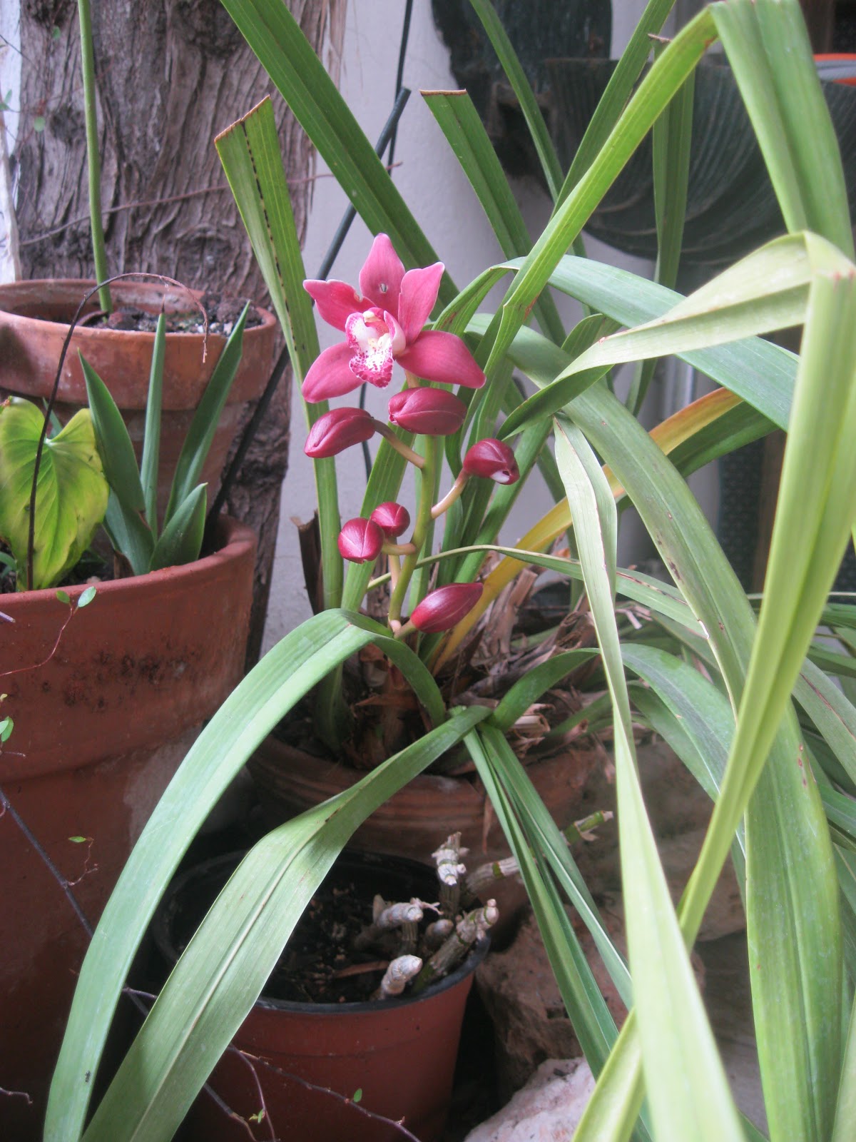 Lavanda & Rose Un buco nel cuore