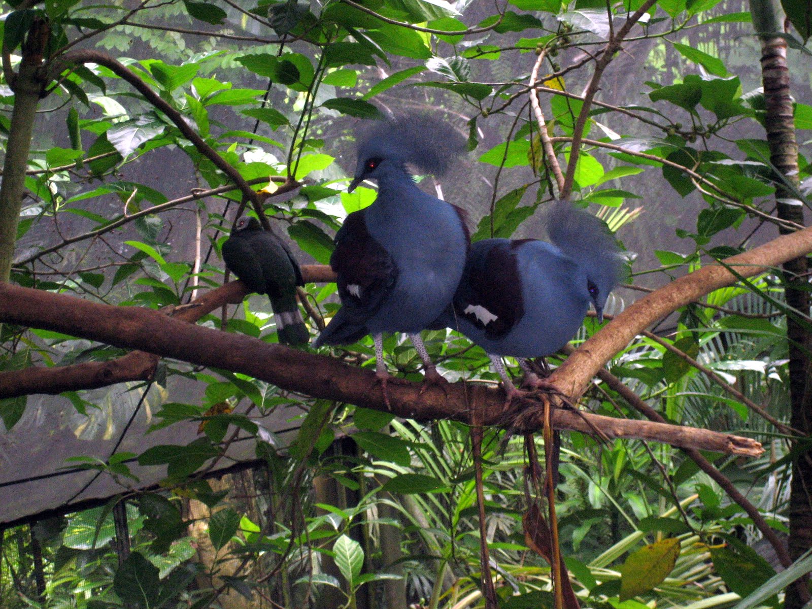 travelinwoman: Bali Bird park