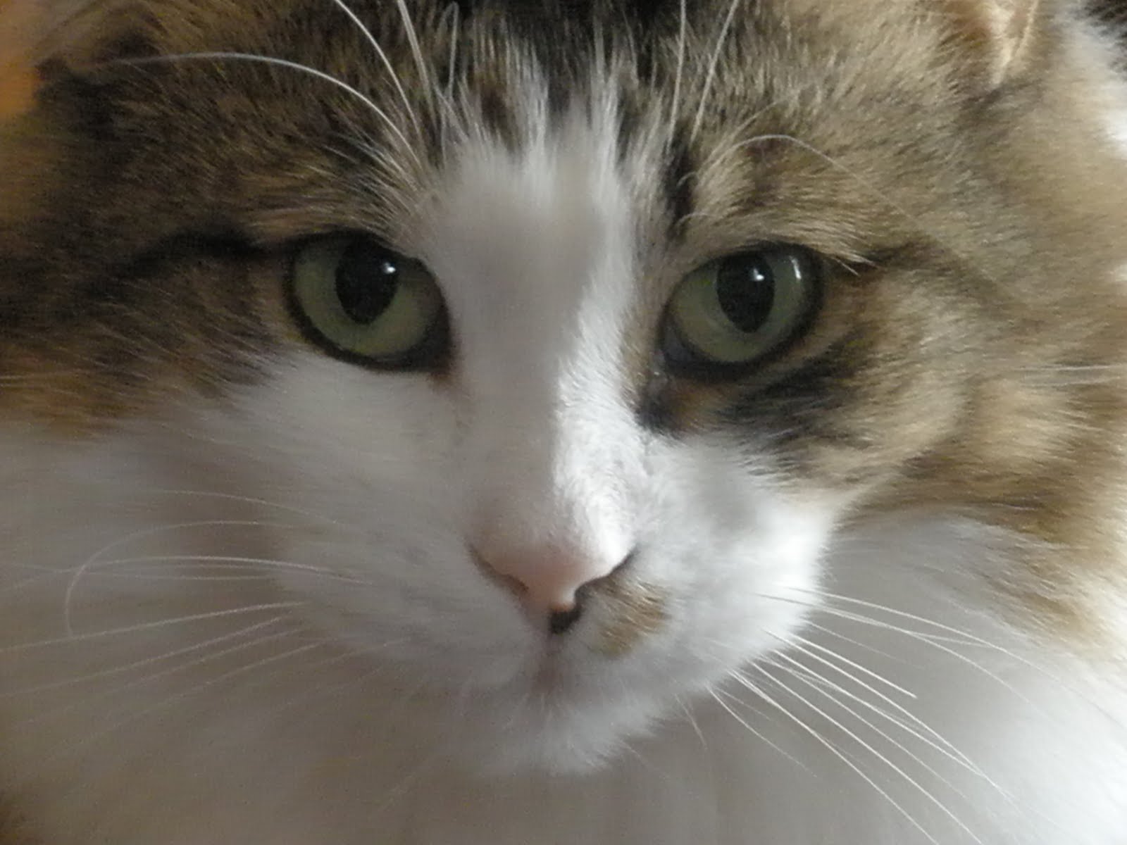 HealthIsInReach Updates,Health Info and Purina Recalls Dry Cat Food